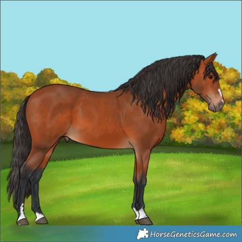 Horse Color:Bay 