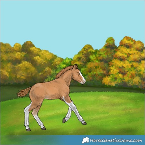 Horse Color:Chestnut Splash Tobiano Appaloosa