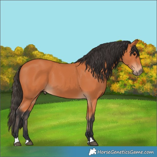 Horse Color:Bay 