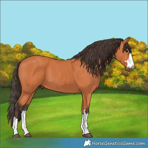 Horse Color:Bay 
