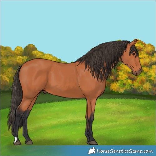 Horse Color:Bay 
