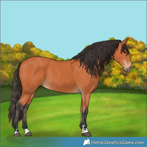 Horse Color:Bay 