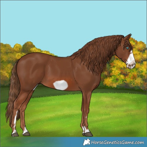 Horse Color:Chestnut Frame 