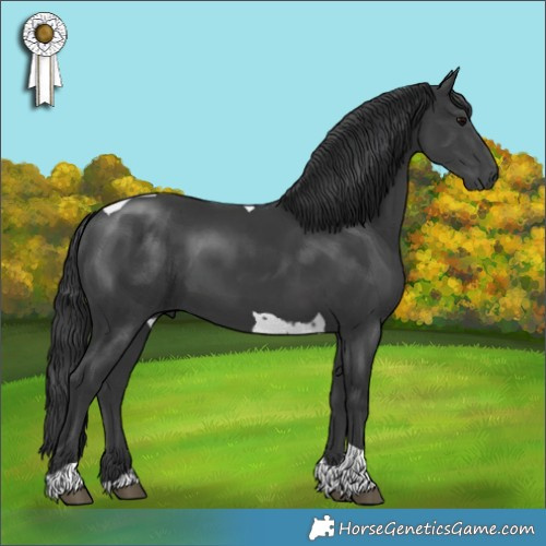 Horse Color:Black Tobiano 