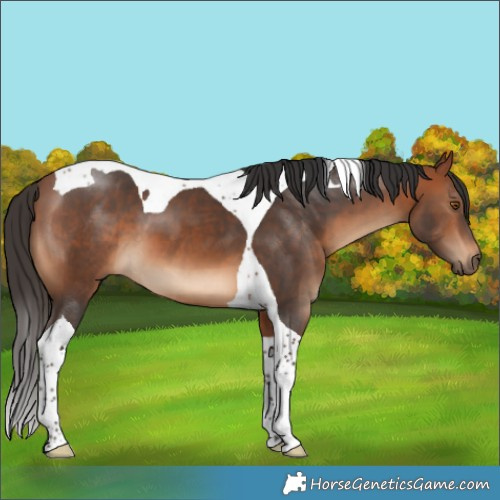 Horse Color:Bay Tobiano 