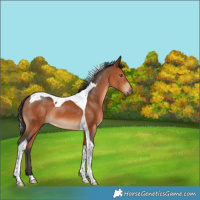 Horse Color:Bay Tobiano