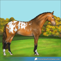 Horse Color:Gray Buckskin Appaloosa