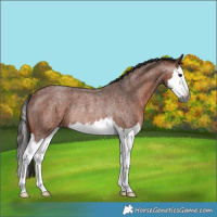 Horse Color:Gray Bay Roan Splash Varnish Rabicano 