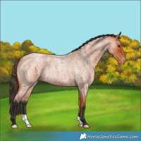 Horse Color:Bay Roan Appaloosa 