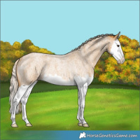 Horse Color:Palomino Roan Splash Varnish Rabicano 