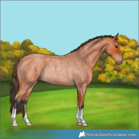 Horse Color:Bay Roan Rabicano
