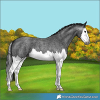 Horse Color:Gray Blue Roan Splash Appaloosa 