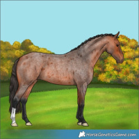 Horse Color:Bay Roan 