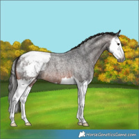 Horse Color:Gray Brown Roan Splash Snowcap 