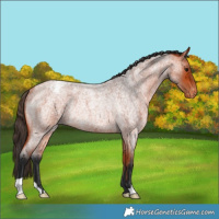 Horse Color:Bay Roan Varnish Rabicano 
