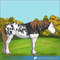 Horse Color:Gray Liver Chestnut Sabino Splash Blanket 