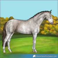 Horse Color:Gray White Spotted Smoky Blue Roan Pearl 