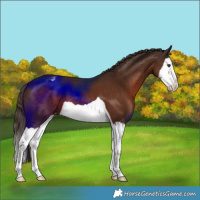 Horse Color:Liver Chestnut Splash Appaloosa 