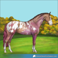 Horse Color:Liver Chestnut Pearl Sabino Appaloosa
