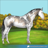 Horse Color:White Spotted Brown Roan Onyx Splash 