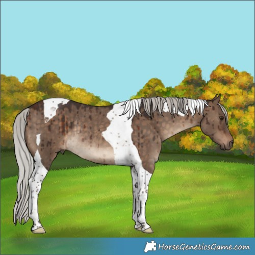 Horse Color:Silver Brown Dun Tobiano Rabicano Brindle