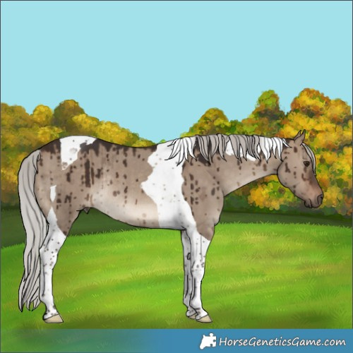 Horse Color:Silver Brown Dun Tobiano Rabicano Brindle 