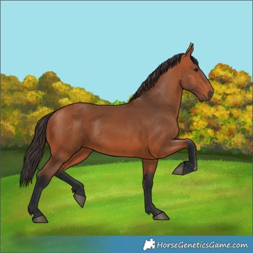 Horse Color:Bay 