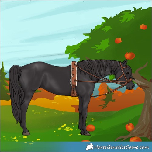 Horse Color:Smoky Black 