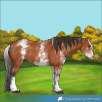 Horse Color:White Spotted Bay 