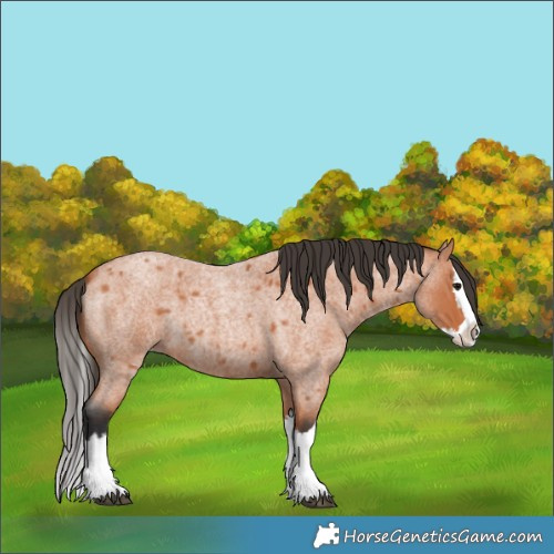Horse Color:Bay Roan Splash