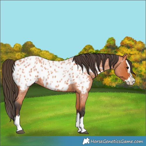 Horse Color:Bay Roan Splash Appaloosa 