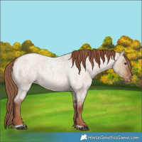 Horse Color:Red Dun Roan Appaloosa 