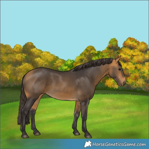 Horse Color:Buckskin