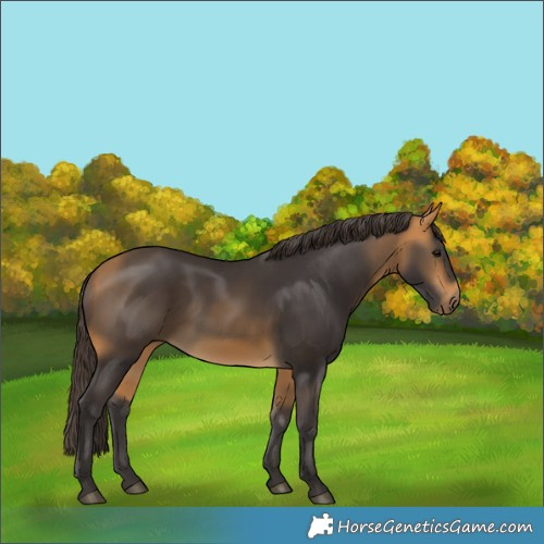 Horse Color:Buckskin 