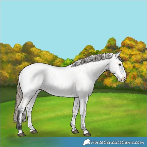 Horse Color:Buckskin Roan Appaloosa 