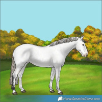Horse Color:Buckskin Roan Appaloosa 