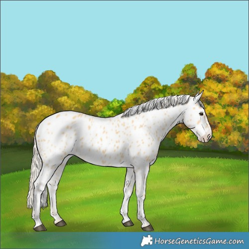 Horse Color:Palomino Near Leopard 