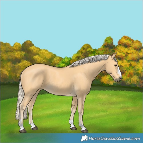 Horse Color:Palomino 