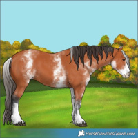 Horse Color:White Spotted Bay 