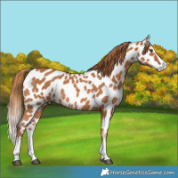Horse Color:Chestnut Splash Appaloosa