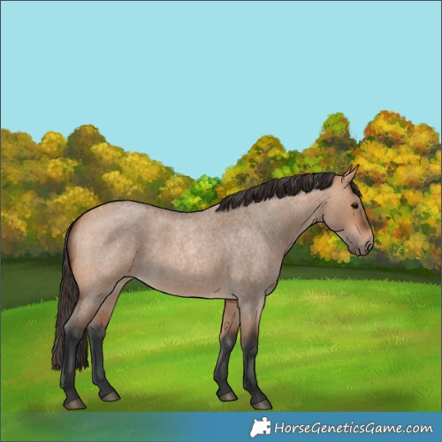 Horse Color:Bay Roan Dun 