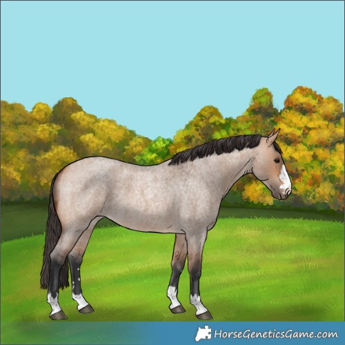 Horse Color:Bay Roan Dun 