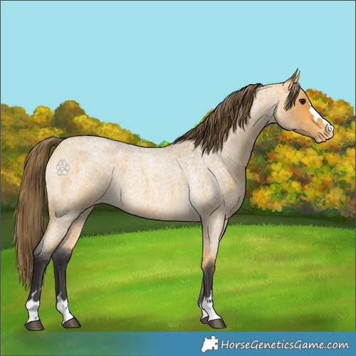 Horse Color:Buckskin Roan Appaloosa 