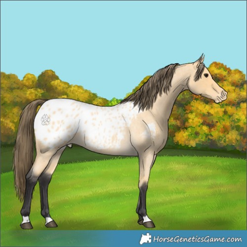 Horse Color:Buckskin Roan Blanket
