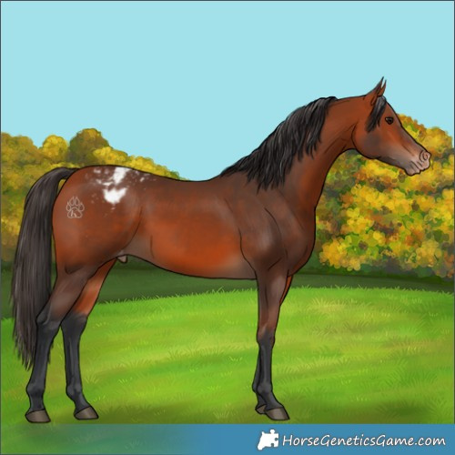Horse Color:Bay Appaloosa 