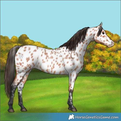 Horse Color:Bay Roan Appaloosa 