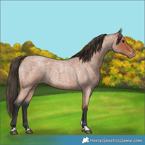 Horse Color:Bay Roan Appaloosa 