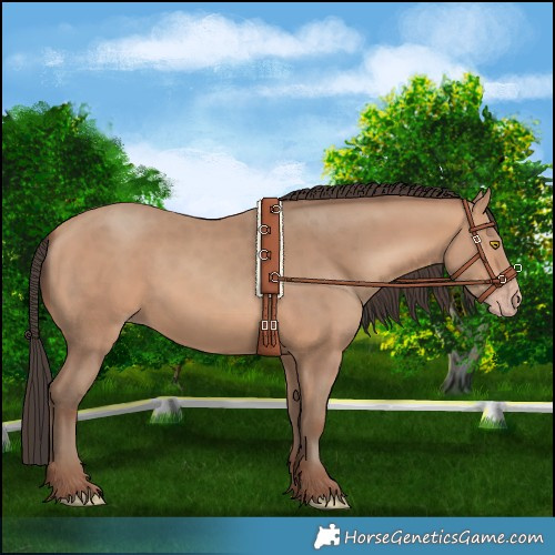 Horse Color:Amber Champagne 