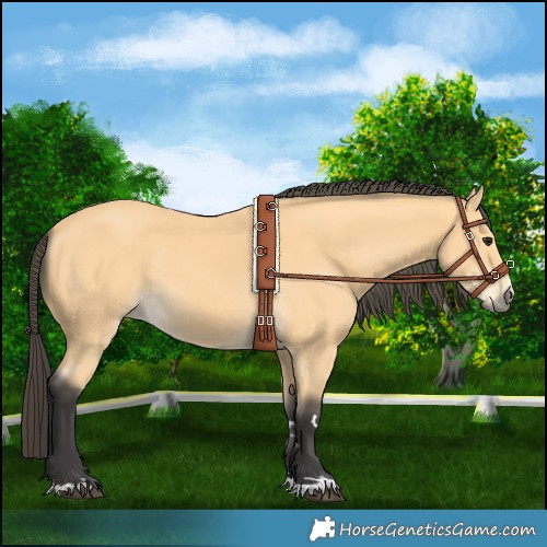 Horse Color:Buckskin