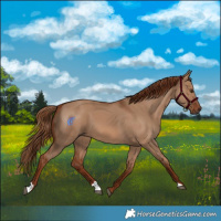 Horse Color:Red Dun 